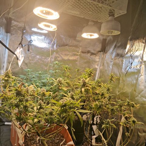 2 Rainbow maker Bsf  growlog photo: 23 hs rainbow AUTO