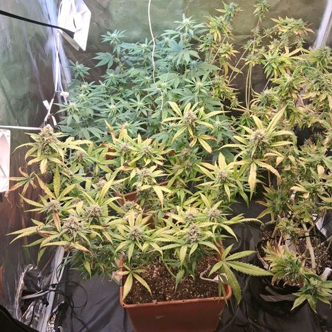 2 Rainbow maker Bsf  growlog photo: 23 hs rainbow AUTO
