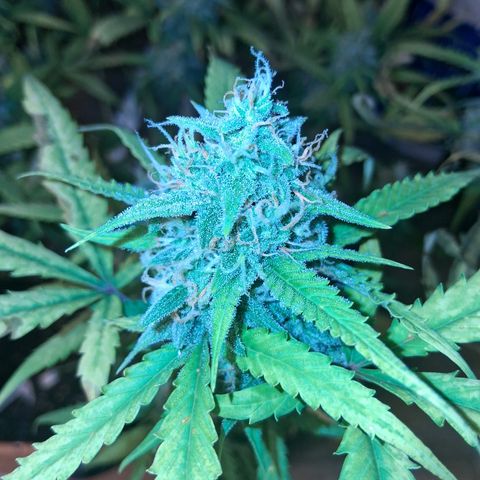 2 Rainbow maker Bsf  growlog photo: 23 hs rainbow AUTO