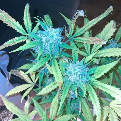 2 Rainbow maker Bsf  growlog photo: 23 hs rainbow AUTO