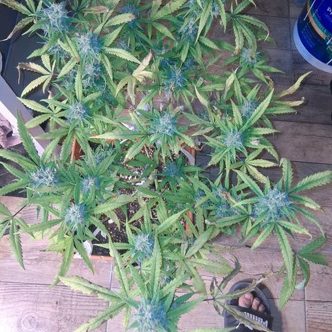 2 Rainbow maker Bsf  growlog photo: 23 hs rainbow AUTO