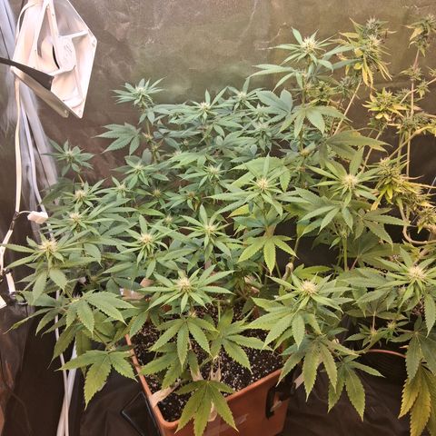 2 Rainbow maker Bsf  growlog photo: 23 hs rainboW Foto