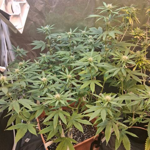 2 Rainbow maker Bsf  growlog photo: 23 hs rainboW Foto