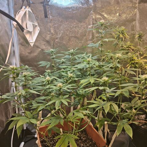 2 Rainbow maker Bsf  growlog photo: 23 hs rainboW Foto