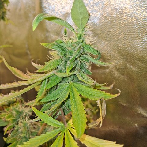 2 Egypto Indian seeds growlog photo: 23 hs