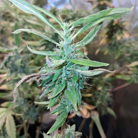 2 Egypto Indian seeds growlog photo: 23 hs