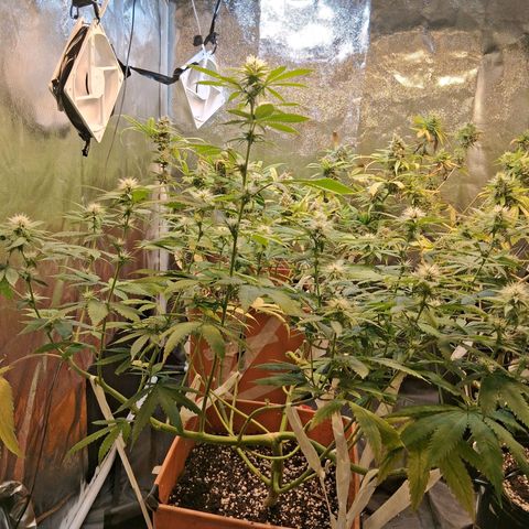 2 Rainbow maker Bsf  growlog photo: 23 hs rainbow maker Foto