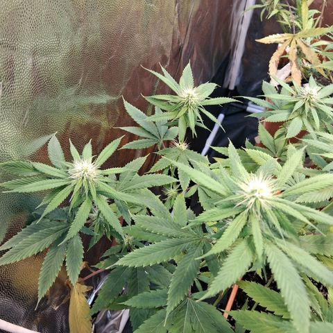 2 Rainbow maker Bsf  growlog photo: 23 hs rainbow maker Foto