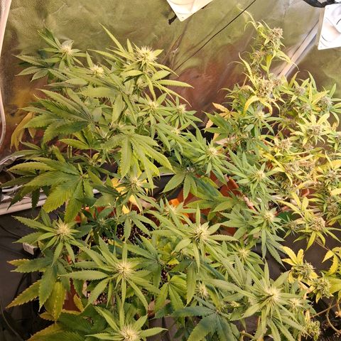 2 Rainbow maker Bsf  growlog photo: 23 hs rainbow maker Foto