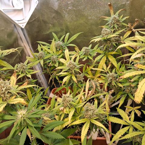 2 Rainbow maker Bsf  growlog photo: 23 hs Rainbow Auto