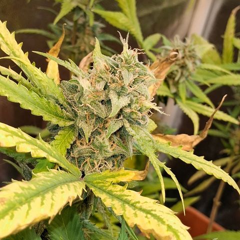2 Rainbow maker Bsf  growlog photo: 23 hs Rainbow Auto