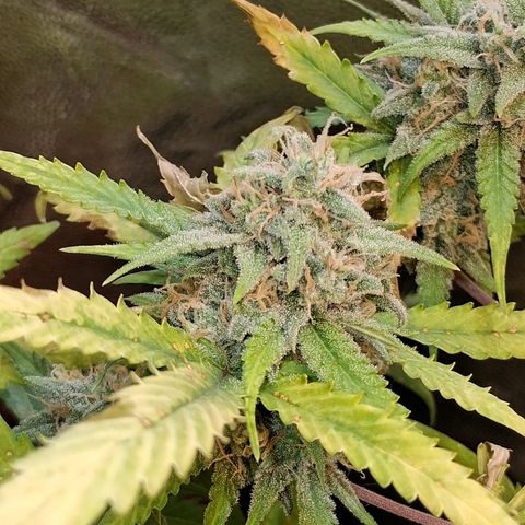 2 Rainbow maker Bsf  growlog photo: 23 hs Rainbow Auto