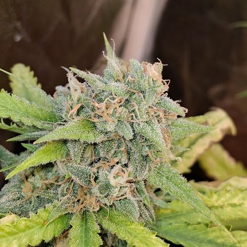 2 Rainbow maker Bsf  growlog photo: 23 hs Rainbow Auto