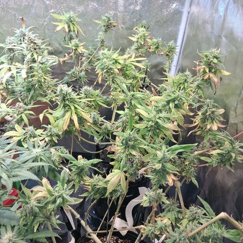 2 Egypto Indian seeds growlog photo: 23 hs