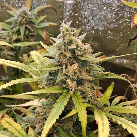 2 Rainbow maker Bsf  growlog photo: 23 hs Rainbow Auto