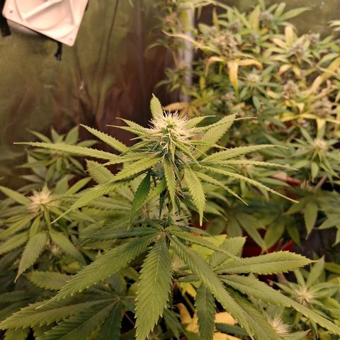 2 Rainbow maker Bsf  growlog photo: 23 hs rainbow maker Foto