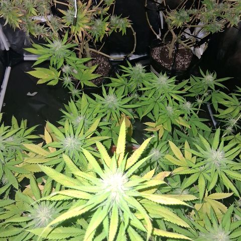 2 Rainbow maker Bsf  growlog photo: 12 hs Rainbow foto 