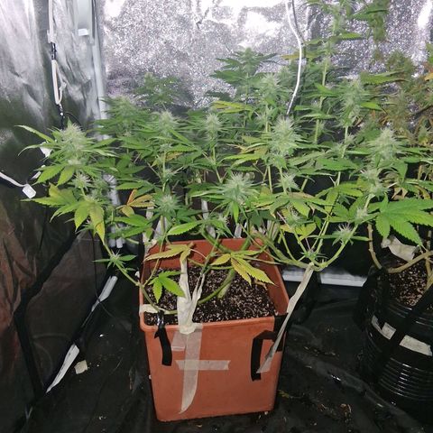 2 Rainbow maker Bsf  growlog photo: 12 hs Rainbow foto 
