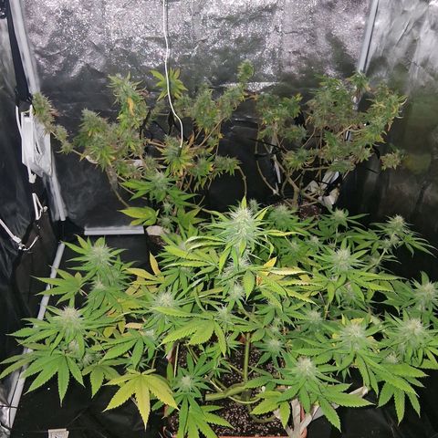 2 Rainbow maker Bsf  growlog photo: 12 hs Rainbow foto 