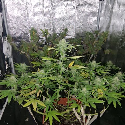 2 Rainbow maker Bsf  growlog photo: 12 hs Rainbow foto 