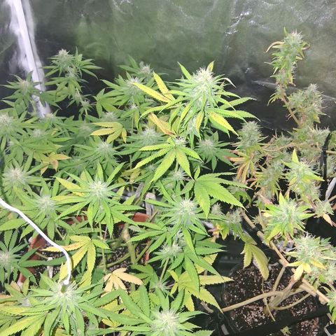2 Rainbow maker Bsf  growlog photo: 12 hs Rainbow foto 