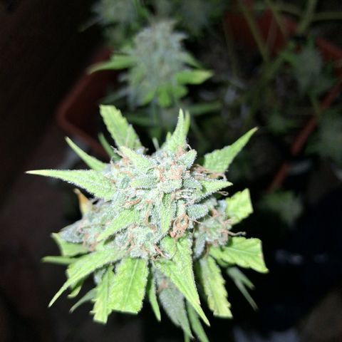 2 Rainbow maker Bsf  growlog photo: la rainbow auto fue cosechada ayer