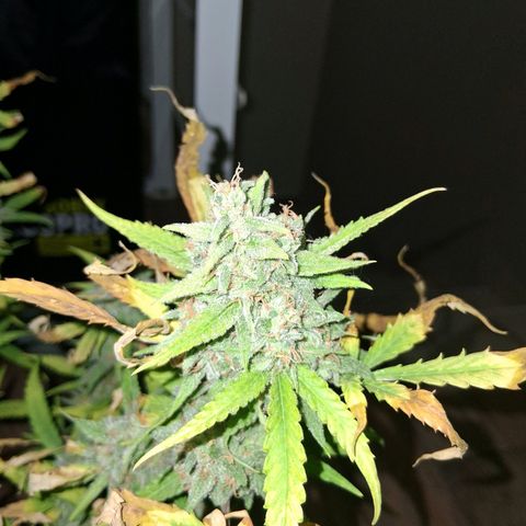 2 Rainbow maker Bsf  growlog photo: la rainbow auto fue cosechada ayer