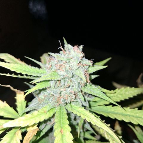 2 Rainbow maker Bsf  growlog photo: la rainbow auto fue cosechada ayer