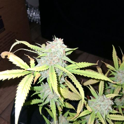 2 Rainbow maker Bsf  growlog photo: la rainbow auto fue cosechada ayer