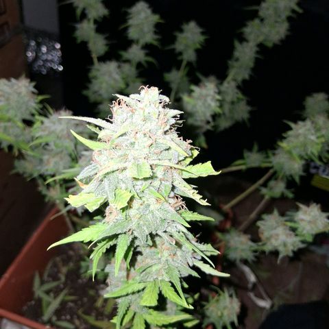 2 Rainbow maker Bsf  growlog photo: la rainbow auto fue cosechada ayer