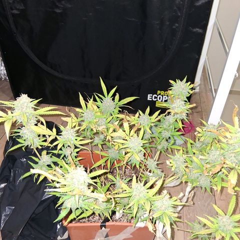 2 Rainbow maker Bsf  growlog photo: la rainbow auto fue cosechada ayer