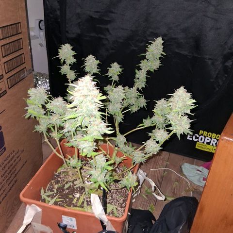 2 Rainbow maker Bsf  growlog photo: la rainbow auto fue cosechada ayer
