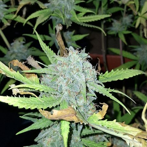 2 Rainbow maker Bsf  growlog photo: la rainbow auto fue cosechada ayer