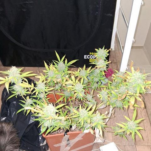 2 Rainbow maker Bsf  growlog photo: la rainbow auto fue cosechada ayer