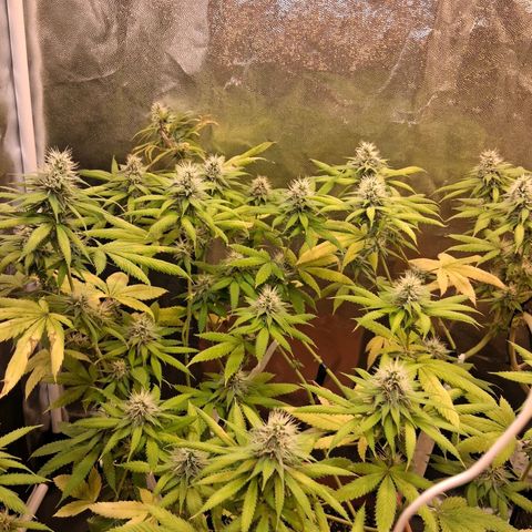 2 Rainbow maker Bsf  growlog timeline photo