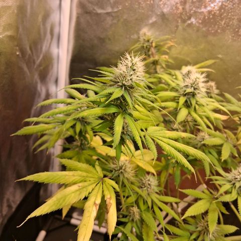 2 Rainbow maker Bsf  growlog timeline photo