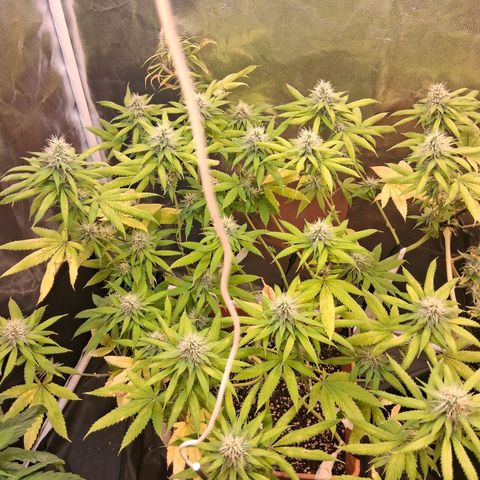 2 Rainbow maker Bsf  growlog timeline photo