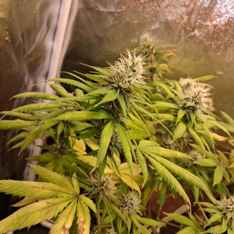 2 Rainbow maker Bsf  growlog timeline photo