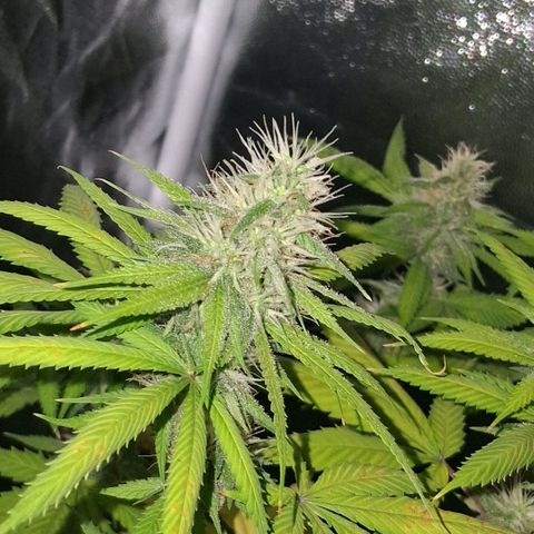 2 Rainbow maker Bsf  growlog photo: 15 hs rainbow foto!