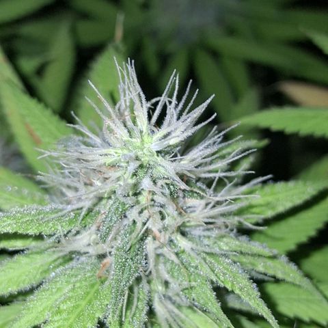 2 Rainbow maker Bsf  growlog photo: 15 hs rainbow foto!