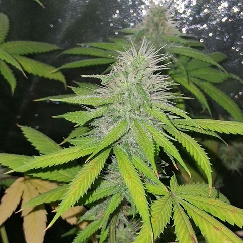 2 Rainbow maker Bsf  growlog photo: 15 hs rainbow foto!
