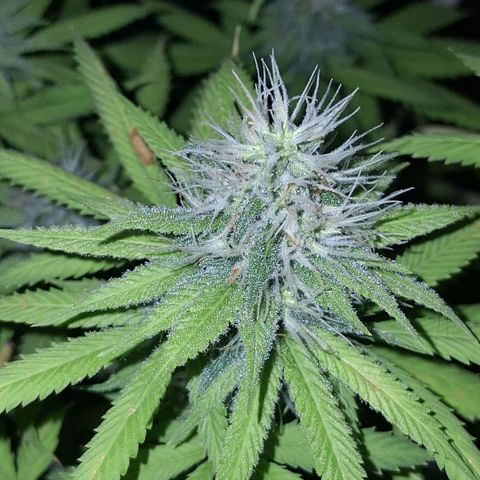 2 Rainbow maker Bsf  growlog photo: 15 hs rainbow foto!
