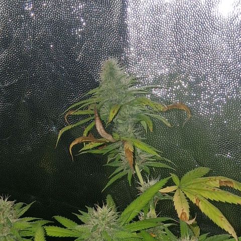 2 Rainbow maker Bsf  growlog photo: 15 hs rainbow foto!
