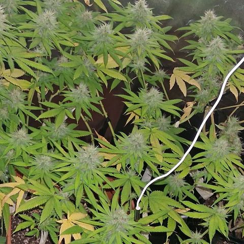 2 Rainbow maker Bsf  growlog photo: 15 hs rainbow foto!