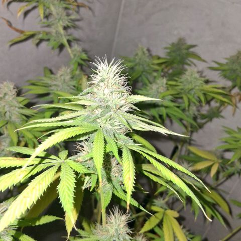 2 Rainbow maker Bsf  growlog photo: 23 hs Rainbow foto!