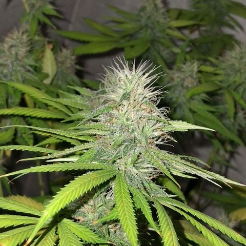 2 Rainbow maker Bsf  growlog photo: 23 hs Rainbow foto!