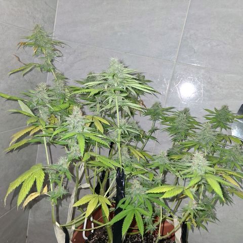 2 Rainbow maker Bsf  growlog photo: 23 hs Rainbow foto!