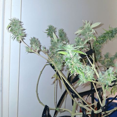 2 Egypto Indian seeds growlog photo: egypto 2 achazo