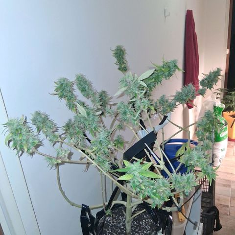 2 Egypto Indian seeds growlog photo: egypto 2 achazo