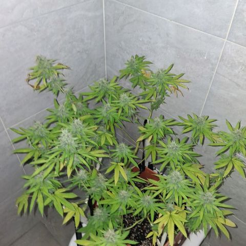 2 Rainbow maker Bsf  growlog photo: 23 hs Rainbow foto!